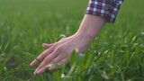 Farmer's hand touches wheat sprouts on fertile land. Environmental protection in agriculture. Female hand of farmer checks seedlings of grain in agriculture. Planet of environmental protection concept