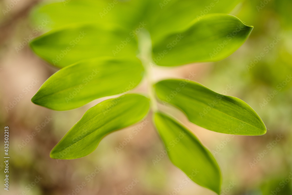 Grüner Frühling Grüner Frühling