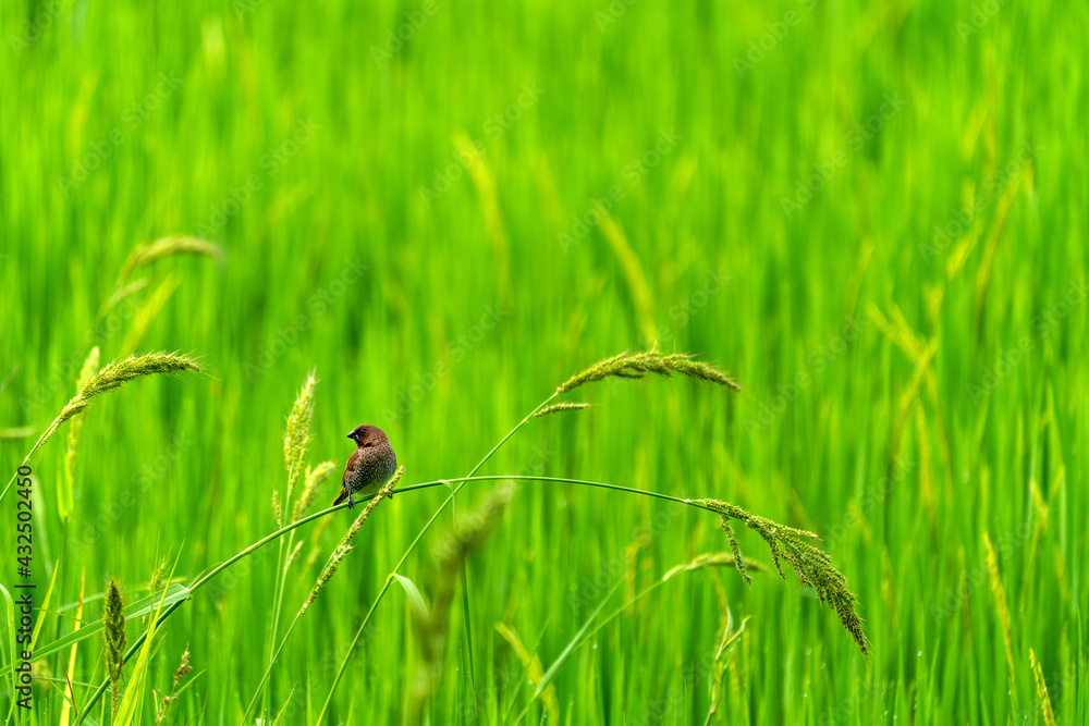 Cute little birds in green rice fields. Nature background. Cute little birds in green rice fields. Nature background.