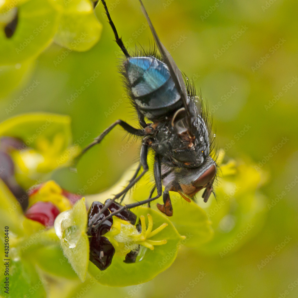 Fototapeta premium mouche sur une fleur en gros plan