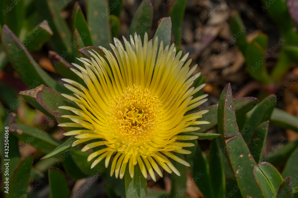 A Carpobrotus Edulis Flower A Carpobrotus Edulis Flower