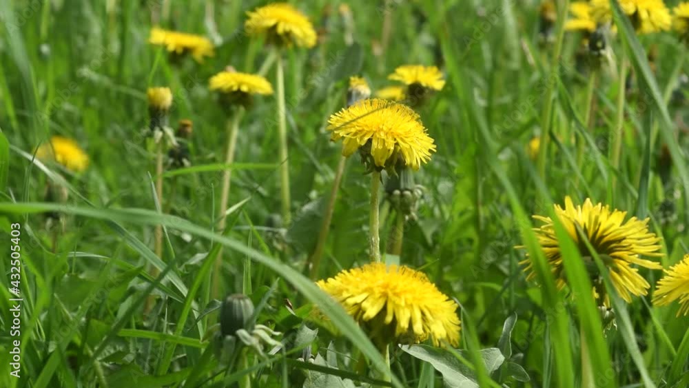 Close-up dandelions blooms and grass, spring in may, sunny day, static beauty Close-up dandelions blooms and grass, spring in may, sunny day, static beauty