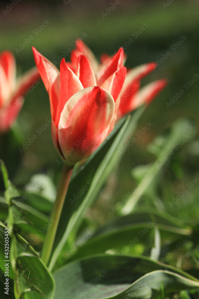 Greig's tulip in white and red colors Greig's tulip in white and red colors