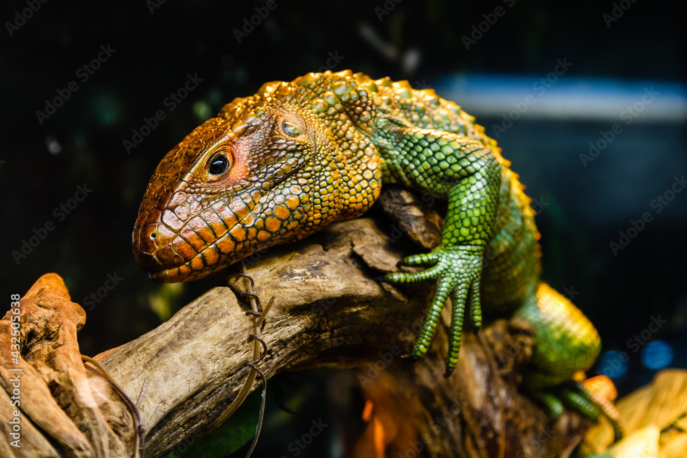 Obraz premium lizard