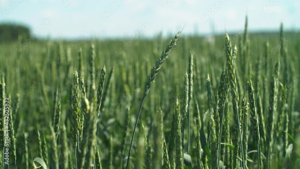 Ears Of Green Wheat Sway In The Wind Ears Of Green Wheat Sway In The Wind