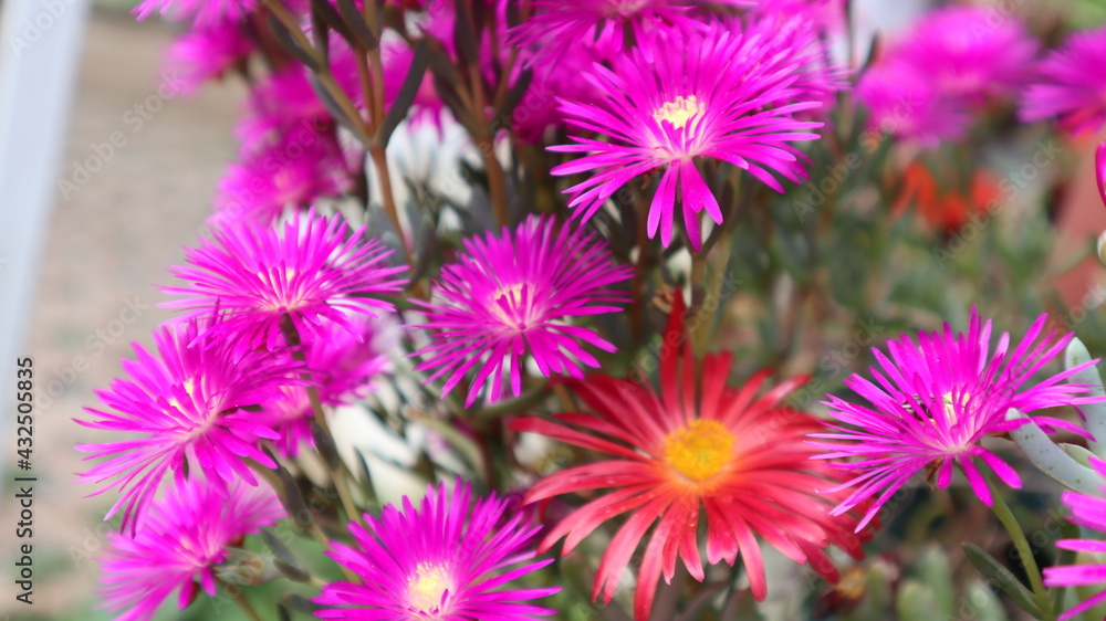 Fuschia and Purple Dewplant (Disphyma crassifolium) flowers at the botanical garden. Pink and purple Background of Lampranthus (Dewplant) flowers in Turkey Fuschia and Purple Dewplant (Disphyma crassifolium) flowers at the botanical garden. Pink and purple Background of Lampranthus (Dewplant) flowers in Turkey