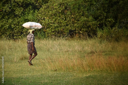 Hyderabad, India - may 09, 2021: Indian farmer holding the packed rice on the head and moving in the agriculture fields,india.