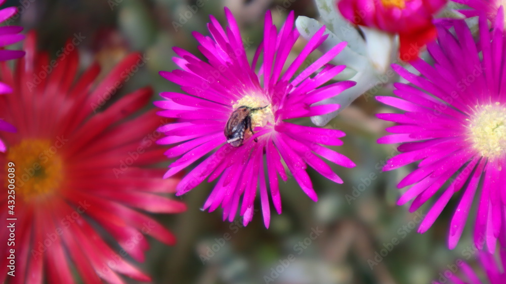 Obraz premium Fuschia and Purple Dewplant (Disphyma crassifolium) flowers at the botanical garden. Pink and purple Background of Lampranthus (Dewplant) flowers in Turkey