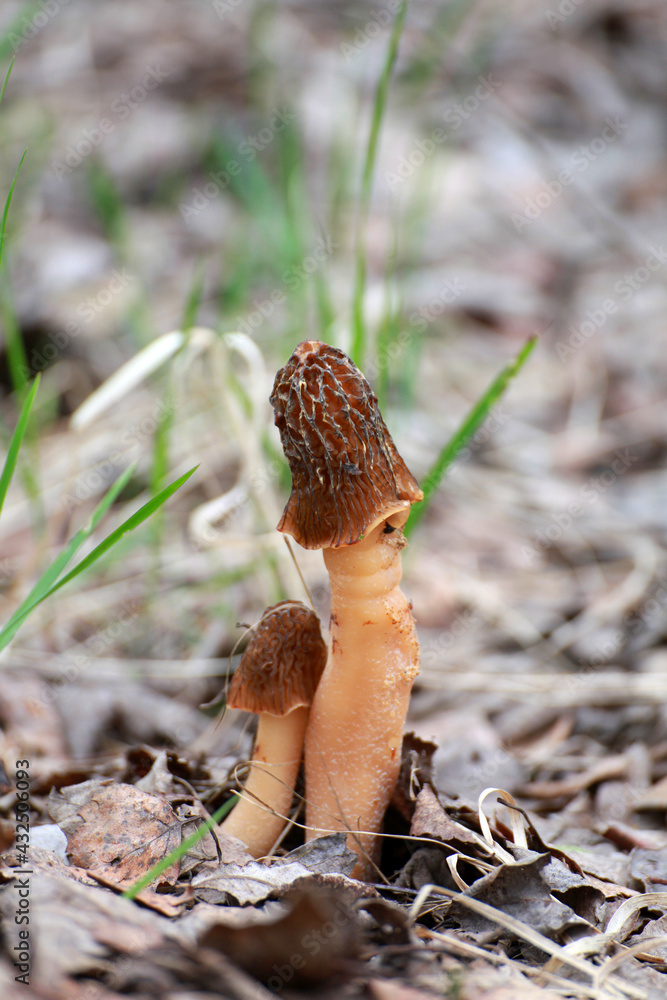 Couple of morel mushroom morchella conica, morchella elata in the natural forest background Couple of morel mushroom morchella conica, morchella elata in the natural forest background