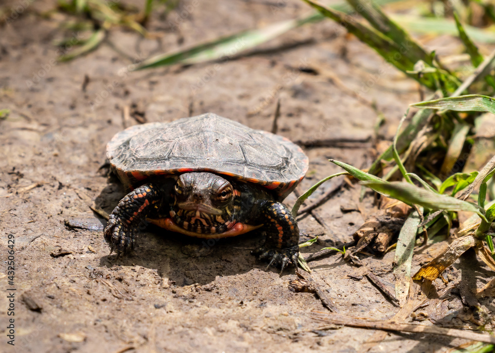 Painted turtle - Chrysemys picta - walking on dirt ground beside grass in St. Thomas, Ontario, Canada. Painted turtle - Chrysemys picta - walking on dirt ground beside grass in St. Thomas, Ontario, Canada.