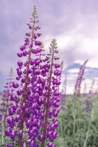 Pink and purple lupines against a purple sky. Nature background.