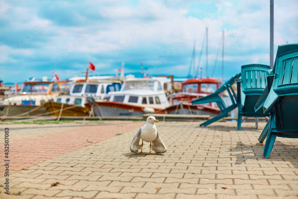 Seagull walks along the embankment of the city in Istanbul