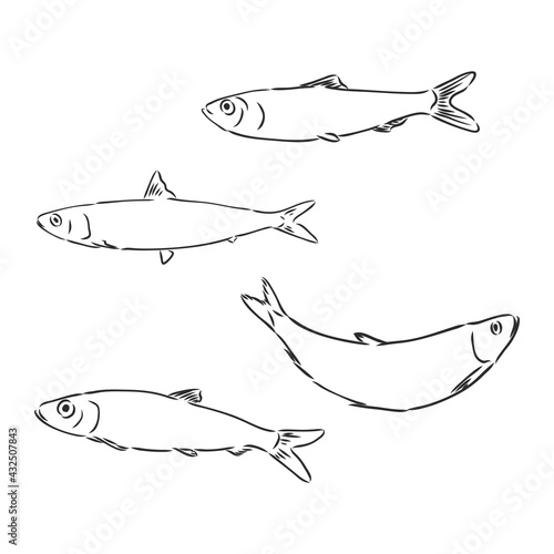Sardine fish hand drawing vintage engraving illustration