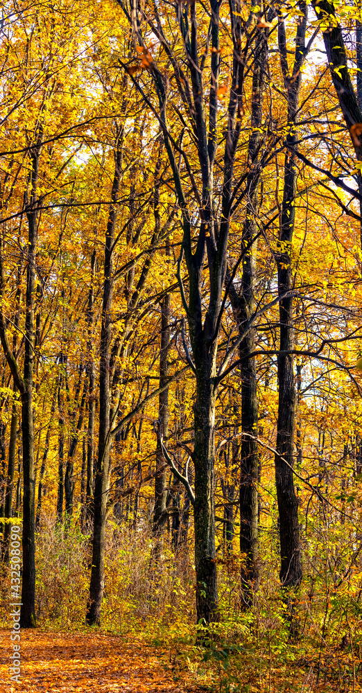 Fototapeta premium Golden autumn in the forest. Yellow and orange trees in the forest