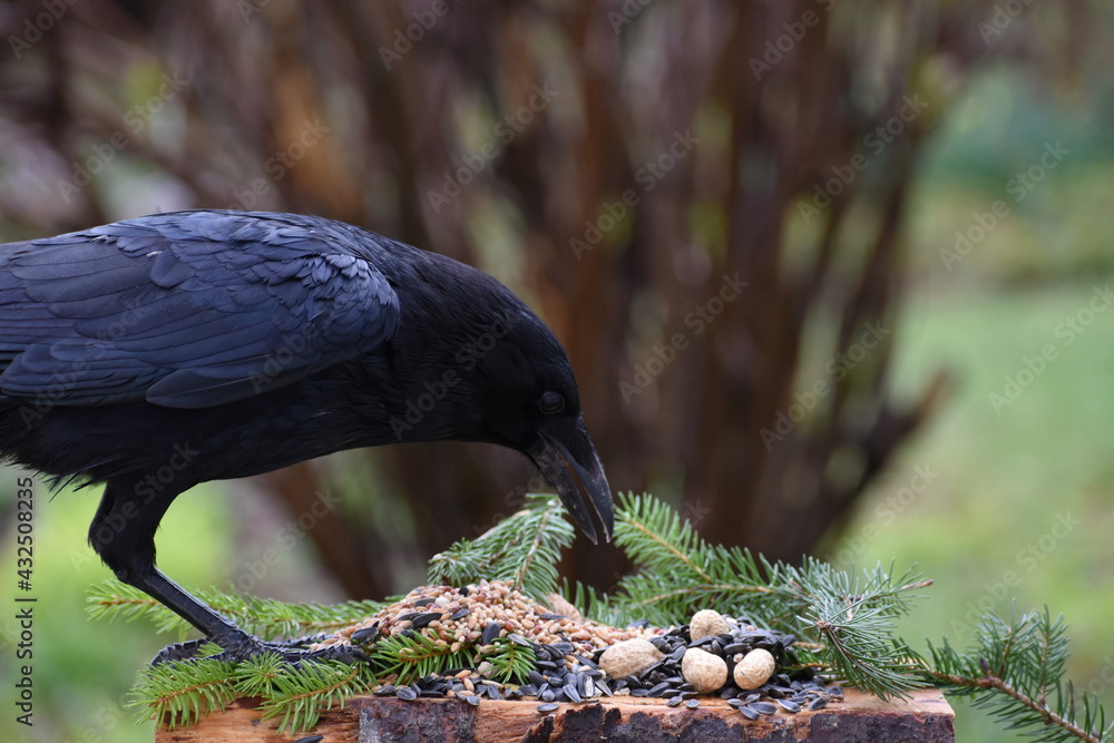 Fototapeta premium Crow at the spring feeder 