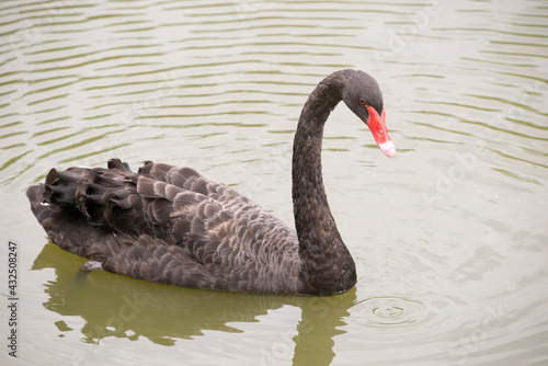 Black swan