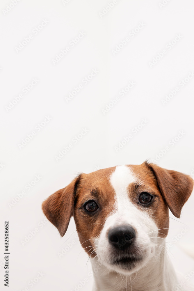 Portrait of the most beautiful dog on a white background