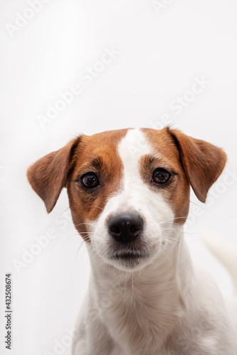 Jack russell terrier portrait on white background © Nastasya Vetropuzova