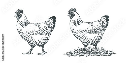 Chicken, farm domestic animals. Hand drawn engraving style vector illustration.