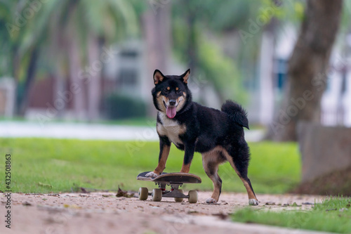 Shiba Inu dog playing skateboard in the park. Japanese dog trying to ride on a skateboard.