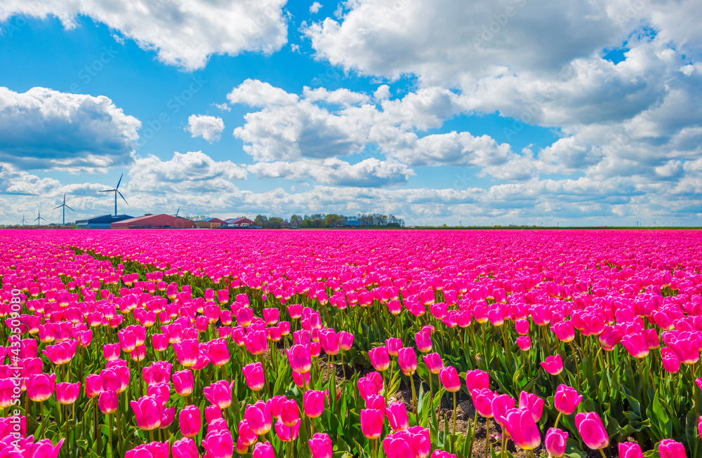 Colorful tulips in an agricultural field in sunlight below a blue white cloudy sky in spring, Almere, Flevoland, The Netherlands, May 7, 2021 Colorful tulips in an agricultural field in sunlight below a blue white cloudy sky in spring, Almere, Flevoland, The Netherlands, May 7, 2021
