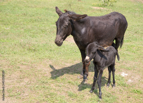 Foal with her mother © aleks