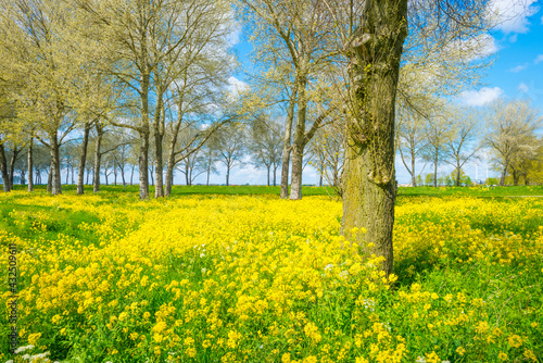 Yellow wild flowers blooming in green grass along trees in sunlight below a blue white cloudy sky in spring, Almere, Flevoland, The Netherlands, May 7, 2021, 2021