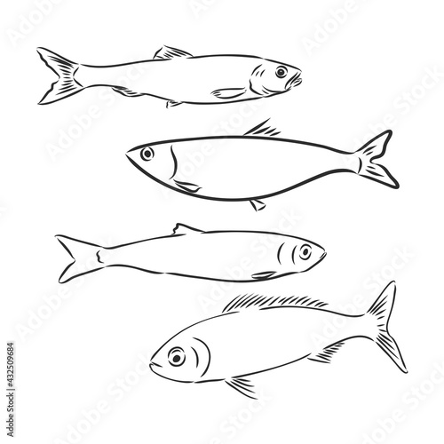 Sardine fish hand drawing vintage engraving illustration