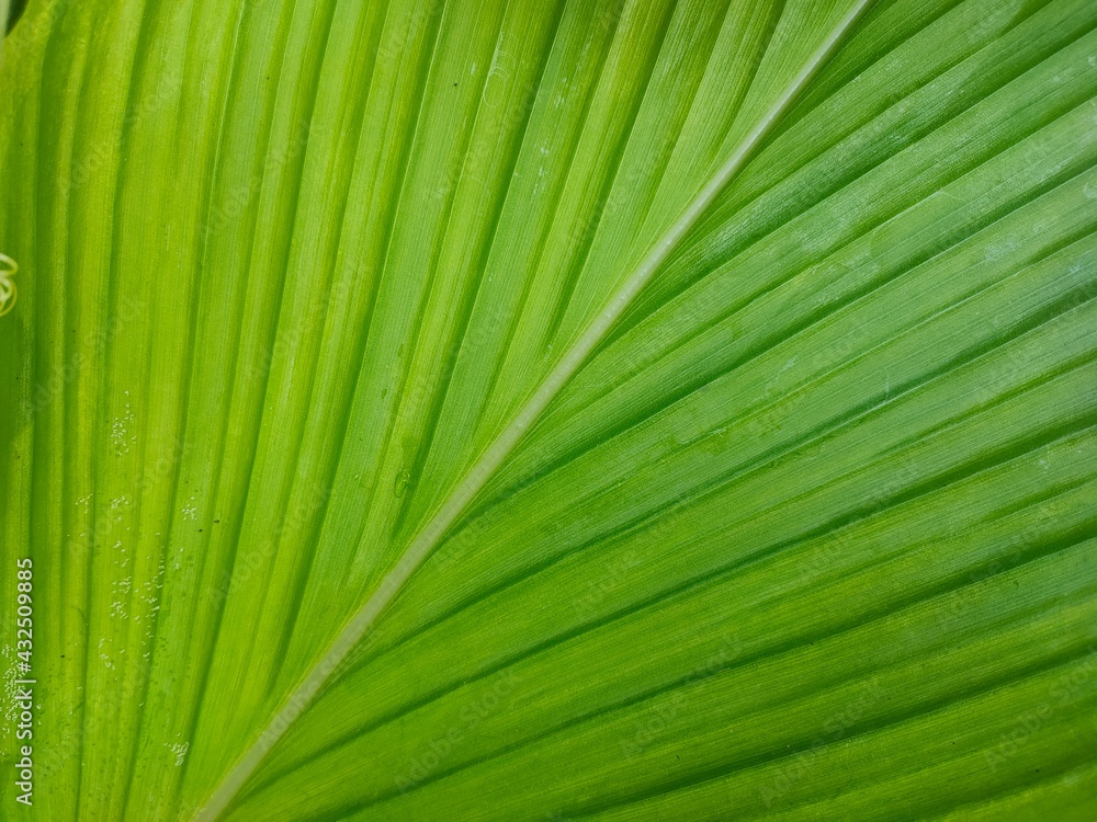 green leaf texture green leaf texture