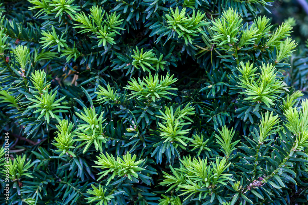 Close up form green bush needles on spring Close up form green bush needles on spring