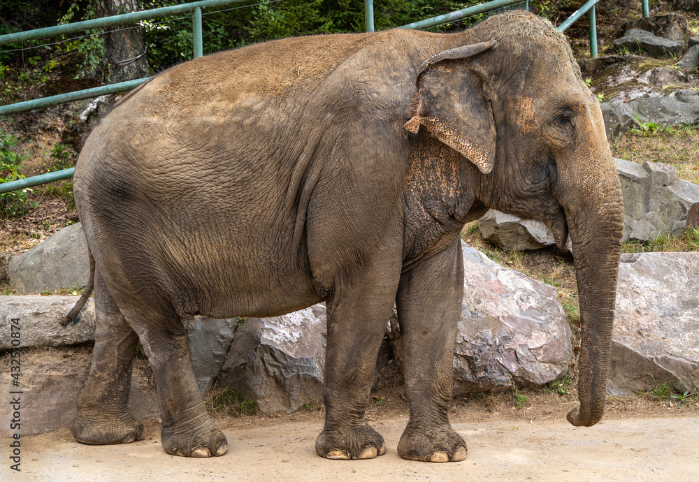 Fototapeta premium Huge elephant in zoo