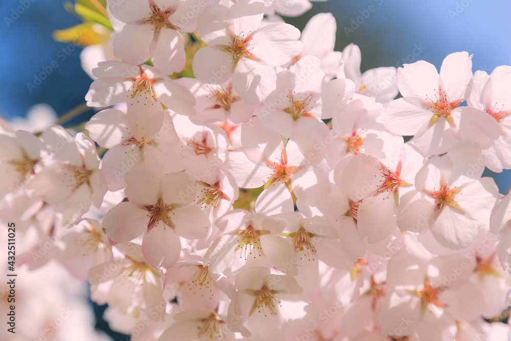 桜, さくら, サクラ, 花