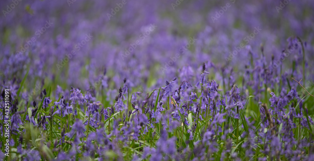 Naklejka premium blue bell profile