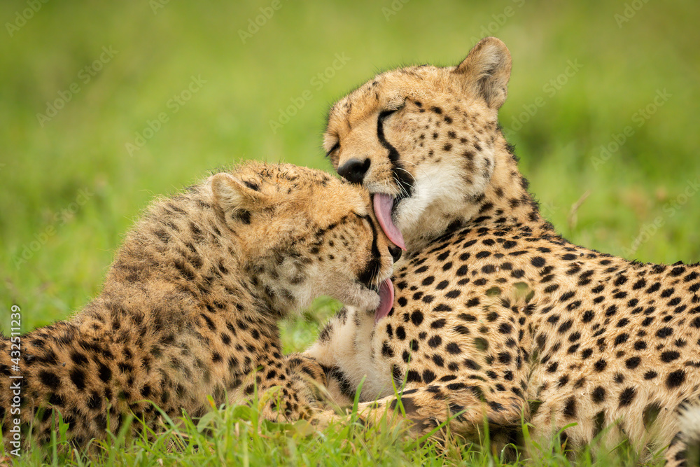 Close-up of cheetah and cub grooming themselves Close-up of cheetah and cub grooming themselves
