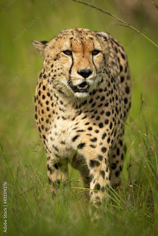 Cheetah stands in long grass staring ahead Cheetah stands in long grass staring ahead