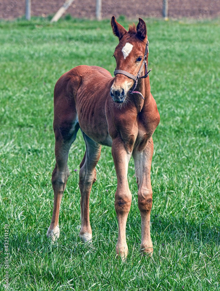 Young horse on the meadow in spring time Young horse on the meadow in spring time
