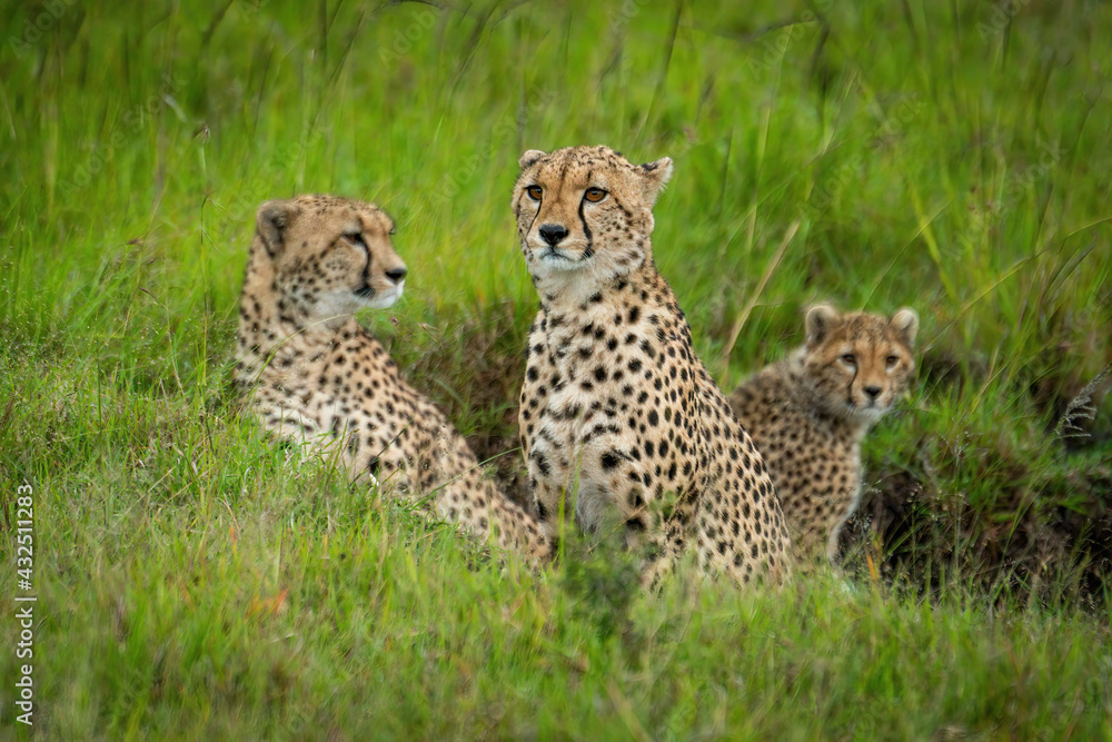 Cheetah sits staring left with two others Cheetah sits staring left with two others