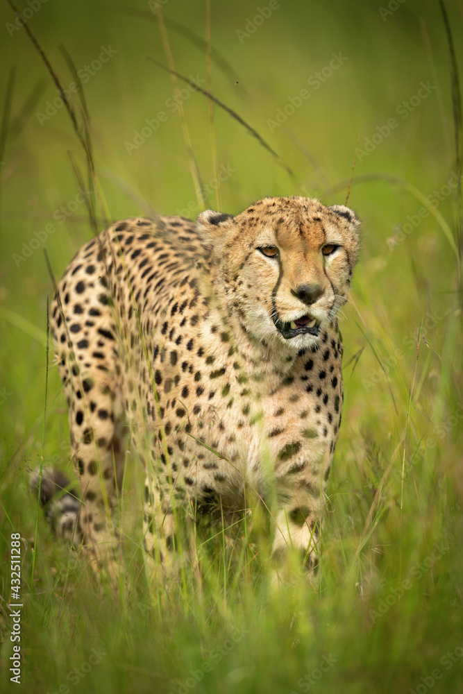 Cheetah walks through grass surrounded by flies Cheetah walks through grass surrounded by flies