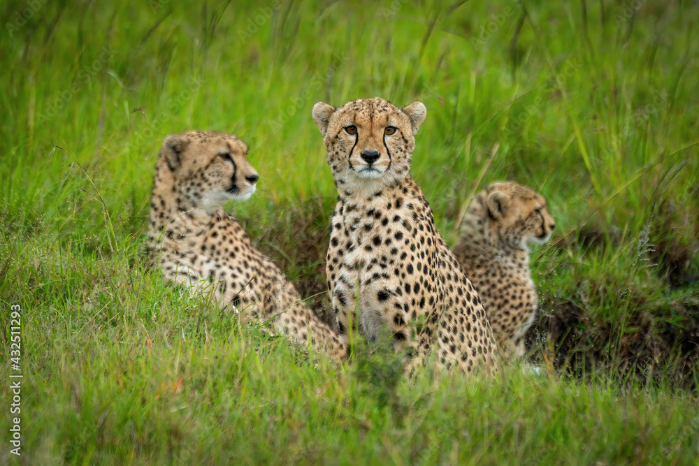 Cheetah sits staring at camera with others Cheetah sits staring at camera with others