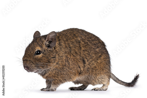 Young Degu rodent aka Octodon degus, walking side ways. Looking ahead. Isolated on a white background.