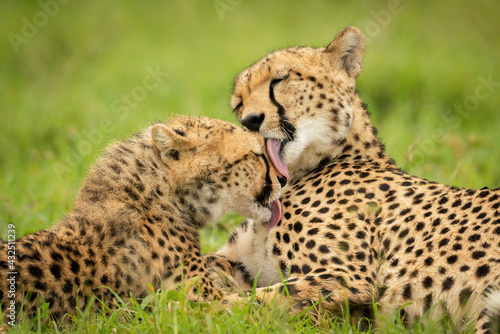 Close-up of cheetah and cub grooming themselves