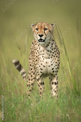 Cheetah stands in tall grass looking ahead