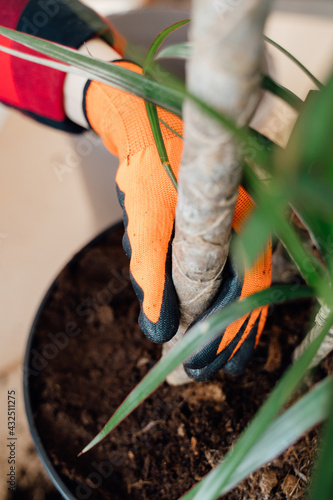 Female hands in orange gloves hold the barrel of the dracaena. Transplanting indoor plants into a pot. photo