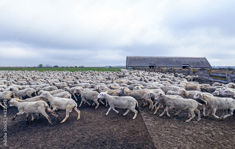 Fototapeta premium Sheep on the meadow in winter time