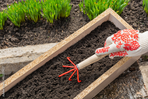 The gardener loosens the soil in the box with small rakes, prepares the furrows for planting seeds. Spring or summer garden work photo