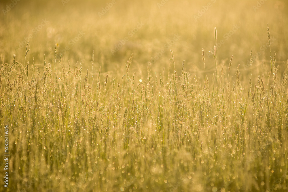 Obraz premium yellow field of grass on sunrise sunset