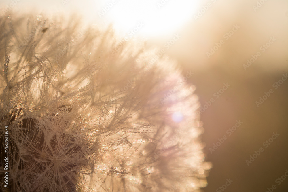 macro of sun shines through of white dandelion