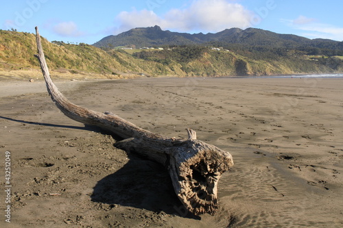 Driftwood washed up on Raglan Beach  on a bright sunny day  with the vast expanse of sand and hills and blue sky beyond. Waikato  New Zealand.