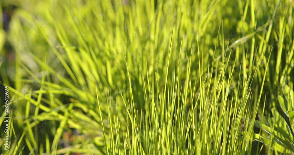Green grass on a bright sunny day. Close-up. Green grass on a bright sunny day. Close-up.