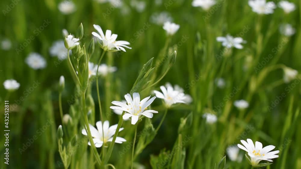 Small white flowers (cerastium arvense) in springtime Small white flowers (cerastium arvense) in springtime